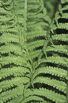 Green Leaf Structure Imprime: Fern