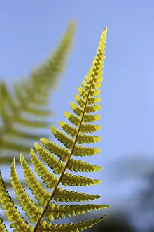 Impresión enmarcada : Fern