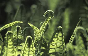 Close Up Leaf Texture Imprime: Fern leaf