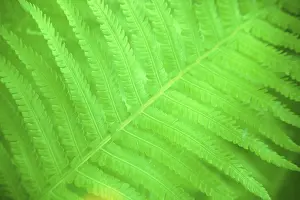 Spring Nature Imprime: Fern leaf