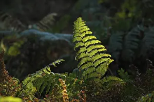Backlit Ferns Imprime: Ferns against the light