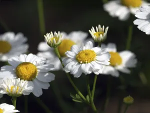 Asteraceae Plant Species Imprime: Feverfew