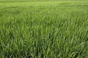 Agricultural Farming Practices Imprime: Field