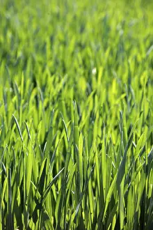 Springtime Agricultural Crop Imprime: Field of corn in spring, background, texture