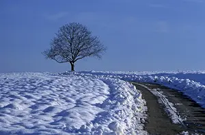Deserted Country Lane Imprime: Field path with bare tree in winter