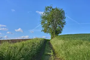 Springtime In Bavaria Germany Imprime: Field path with cherry tree in spring