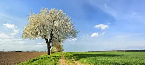 Country Lane Photography Imprime: Field path through fields in spring