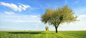Deciduous Tree In Bloom Imprime: Field path through green fields