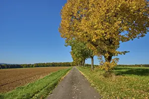 Bavaria Autumn Landscape Imprime: Field path, maple tree, tree row