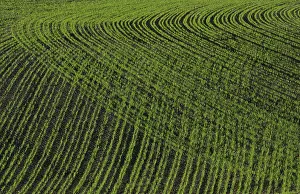 Agricultural Scenery Images Imprime: Field in spring time