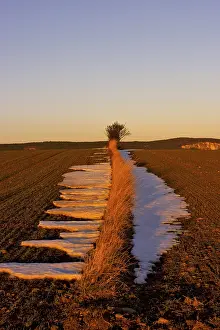 Snow Covered Farmland Imprime: Fields in the evening light, St
