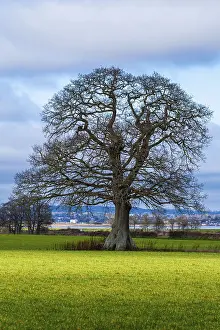 English Village Landscape Imprime: Fields, meadows and old oak tree