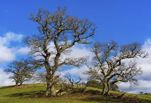 British Countryside Imprime: Fields, meadows and old oak trees
