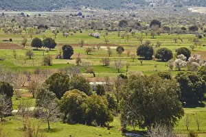 East Crete Landscape Imprime: Fields, trees, green meadows, spring