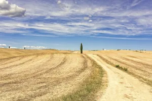 European Countryside Scenes Imprime: Fields in Tuscany