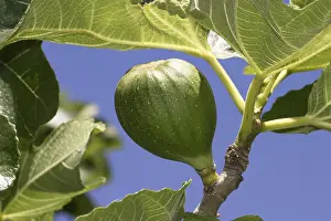Fig Tree Imprime: Fig on a fig tree