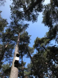 Germany Nature Scene Imprime: Fir tree
