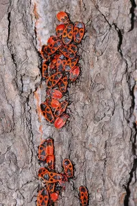 True Bug Insect Imprime: Fire bugs