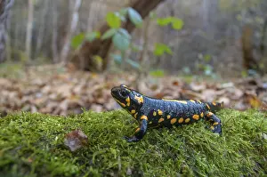True Salamander Species Imprime: Fire salamanders, fire salamanders