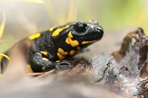 True Salamander Species Imprime: Fire salamanders, fire salamanders