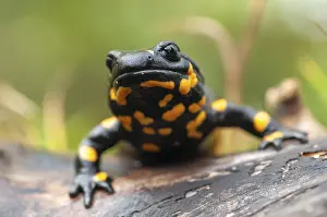 Salamandra Salamandra Imprime: Fire salamanders, fire salamanders