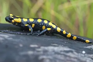 Salamandra Salamandra Imprime: Fire salamanders, fire salamanders