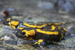 Natural Environment Images Imprime: Fire salamanders, fire salamanders