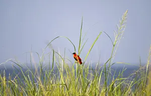 Murchison Falls National Park Imprime: Fire weaver (Euplectes franciscanus)