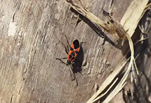 Macro Insect Photography Imprime: Two firebugs mating and walking backwards