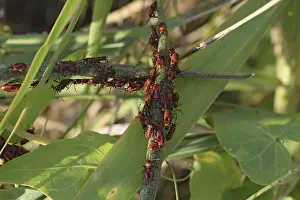 Wildlife Macro Photography Imprime: Firebugs mating and walking backwards