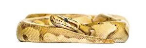 Studio Shot Reptile Imprime: Firefly python, isolated on white