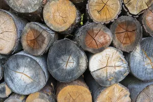 Firewood Stack Imprime: Firewood stack