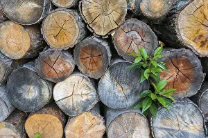 Firewood Stack Imprime: Firewood stack