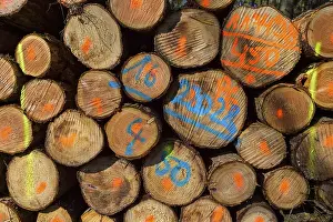 Firewood Stack Imprime: Firewood Stack with Colored Markers