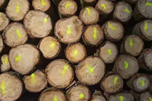 Firewood Stack Imprime: Firewood Stack with Colored Markers