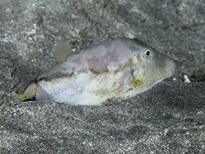 Impresiones de Un pez con un patrón de escamas coloreado, el pez globo de cabeza puntiaguda (Canthigaster rostrata), nade sobre un lecho arenoso del fondo marino en el sitio de buceo Playa, Los Cristianos Pez Globo Imprime: Un pez con un patrón de escamas coloreadas.