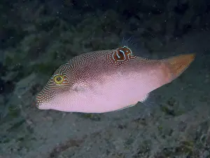 Imágenes fechadas el 2 de agosto de 2024: Peters pufferfish print