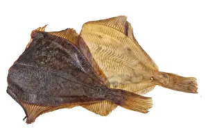 Deserted Studio Background Imprime: Fish on an isolated studio background