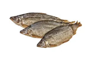 Wild Animal Studio Photo Imprime: Fish on an isolated studio background