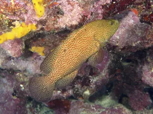 Impresiones de Un pez con un patrón de escamas marrón-rojizo, el cichlido joya sangriento (Cephalopholis cruentata), en primer plano en un arrecife de coral Cíclidos Imprime: Un pez con un patrón de escamas marrón rojizo.