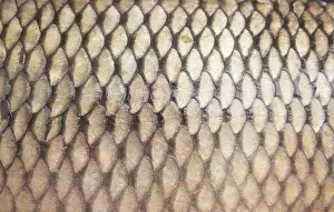 Construction Site Images Imprime: Fish scale background