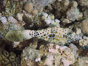 Filefish Imprime: Un pez con un patrón moteado, el filete de script (Aluterus scriptus).