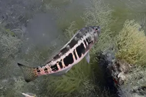 Gran Canaria Diving Location Imprime: A fish with a striking pattern