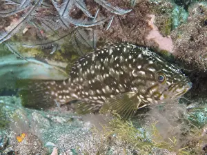 Atlantic Ocean Fish Imprime: A fish with a white spotted pattern