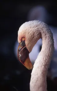 Pink Flamingo Portrait Imprime: Flamingo