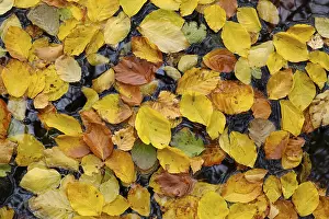 Deserted River Scene Germany Imprime: Floating beech leaves in the river Ecker