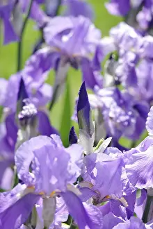 German Irises Imprime: Flower of an bearded iris (Iris barbata)