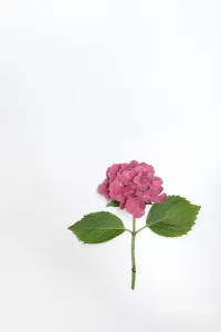 European Flowers Imprime: Flower of a Bigleaf Hydrangea (Hydrangea macrophylla)