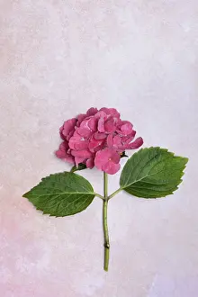 Hydrangeaceae Family Imprime: Flower of a Bigleaf Hydrangea (Hydrangea macrophylla)