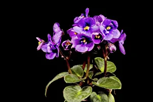 Decorative Item Imprime: Detail of a flower in bloom